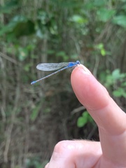 Argia gaumeri