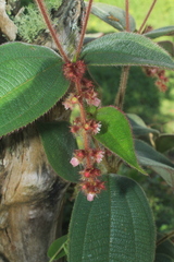 Miconia dependens