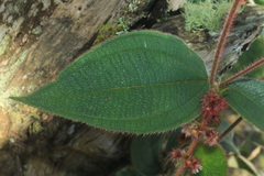 Miconia dependens