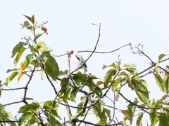 Tityra semifasciata