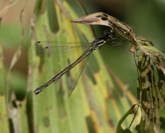 Lestes stultus