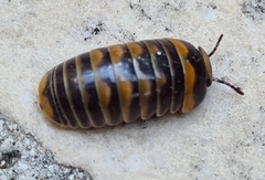 Glomeris pulchra