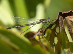 Lestes stultus