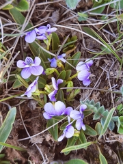 Viola kunawarensis
