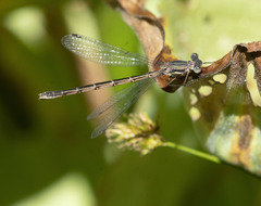 Lestes stultus