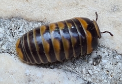 Glomeris pulchra