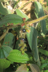 Miconia dependens