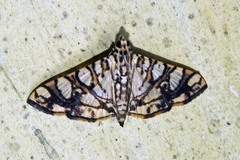 Glyphodes caesalis