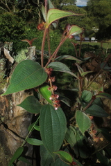 Miconia dependens