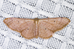 Idaea eremiata