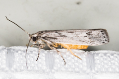 Ethmia discostrigella