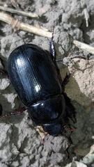Dynastinae