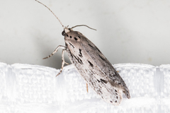 Ethmia discostrigella