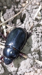 Dynastinae