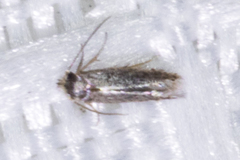 Nepticuloidea