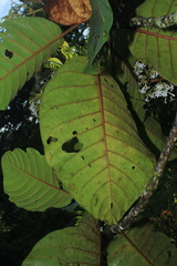 Ladenbergia oblongifolia
