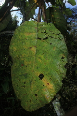 Ladenbergia oblongifolia