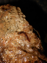 Erpobdellidae