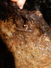 Erpobdellidae