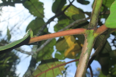 Ladenbergia oblongifolia
