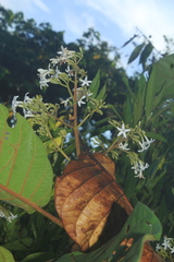 Ladenbergia oblongifolia