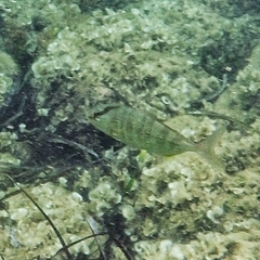 Seriola