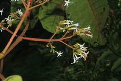 Ladenbergia oblongifolia