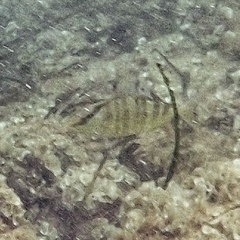 Seriola