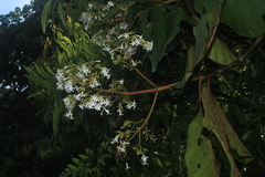 Ladenbergia oblongifolia