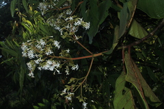 Ladenbergia oblongifolia