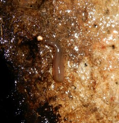 Erpobdellidae