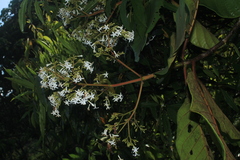 Ladenbergia oblongifolia