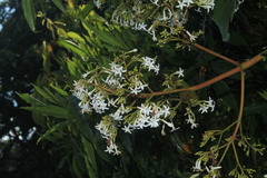 Ladenbergia oblongifolia