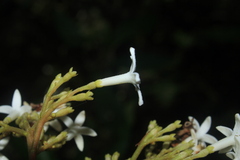 Ladenbergia oblongifolia