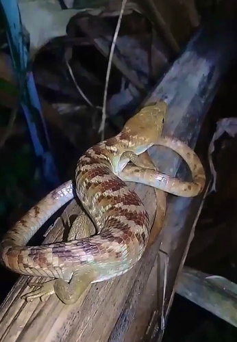 Snake Lizard, Gerrhonotus ophiurus
