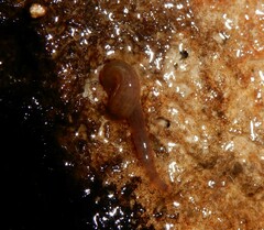 Erpobdellidae