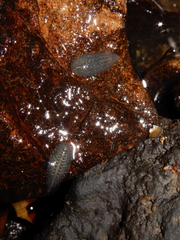 Glossiphonia complanata