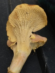 Cantharellus velutinus