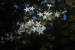 Ladenbergia oblongifolia