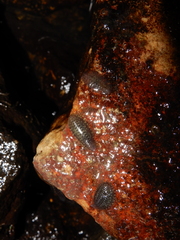 Glossiphonia complanata