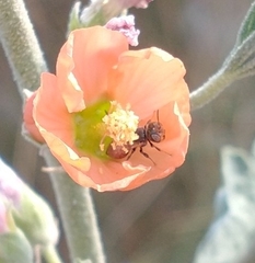Macroteropsis