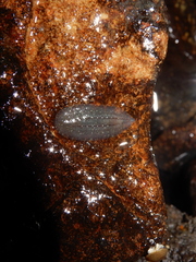 Glossiphonia complanata