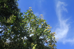 Ladenbergia oblongifolia