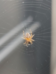 Araneus diadematus