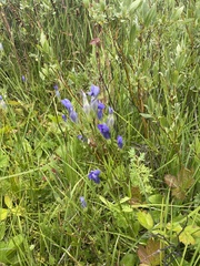 Gentianopsis thermalis