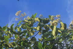 Ladenbergia oblongifolia
