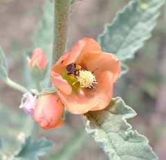 Macroteropsis