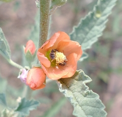 Macroteropsis