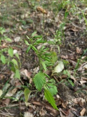Clinopodium grandiflorum
