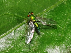 Chrysosoma globiferum